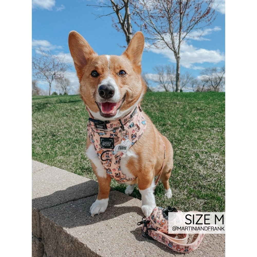 Sassy Woof Corgilicious Small Dog Collar - Picture 6 of 8